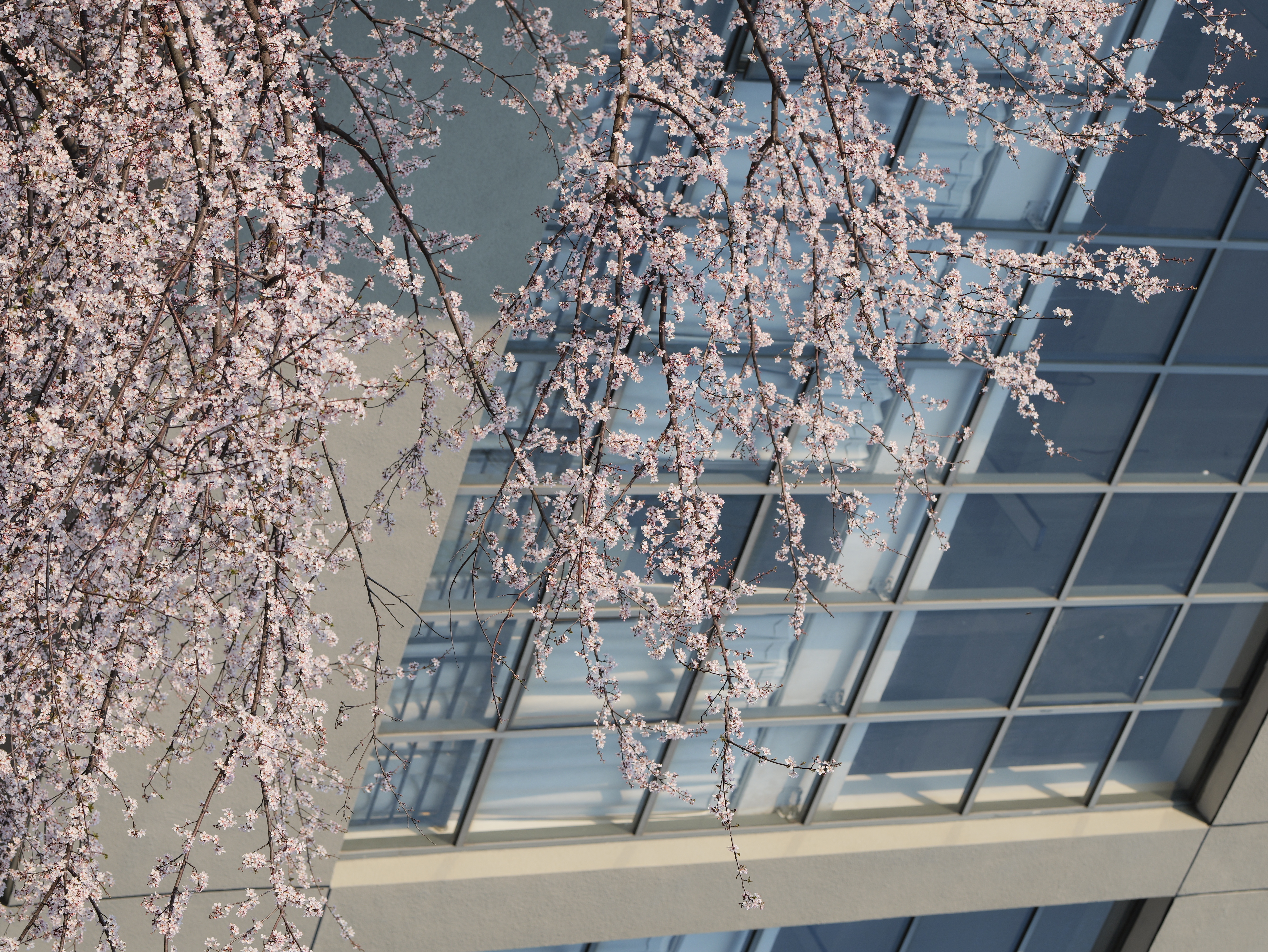 樱花与现代建筑