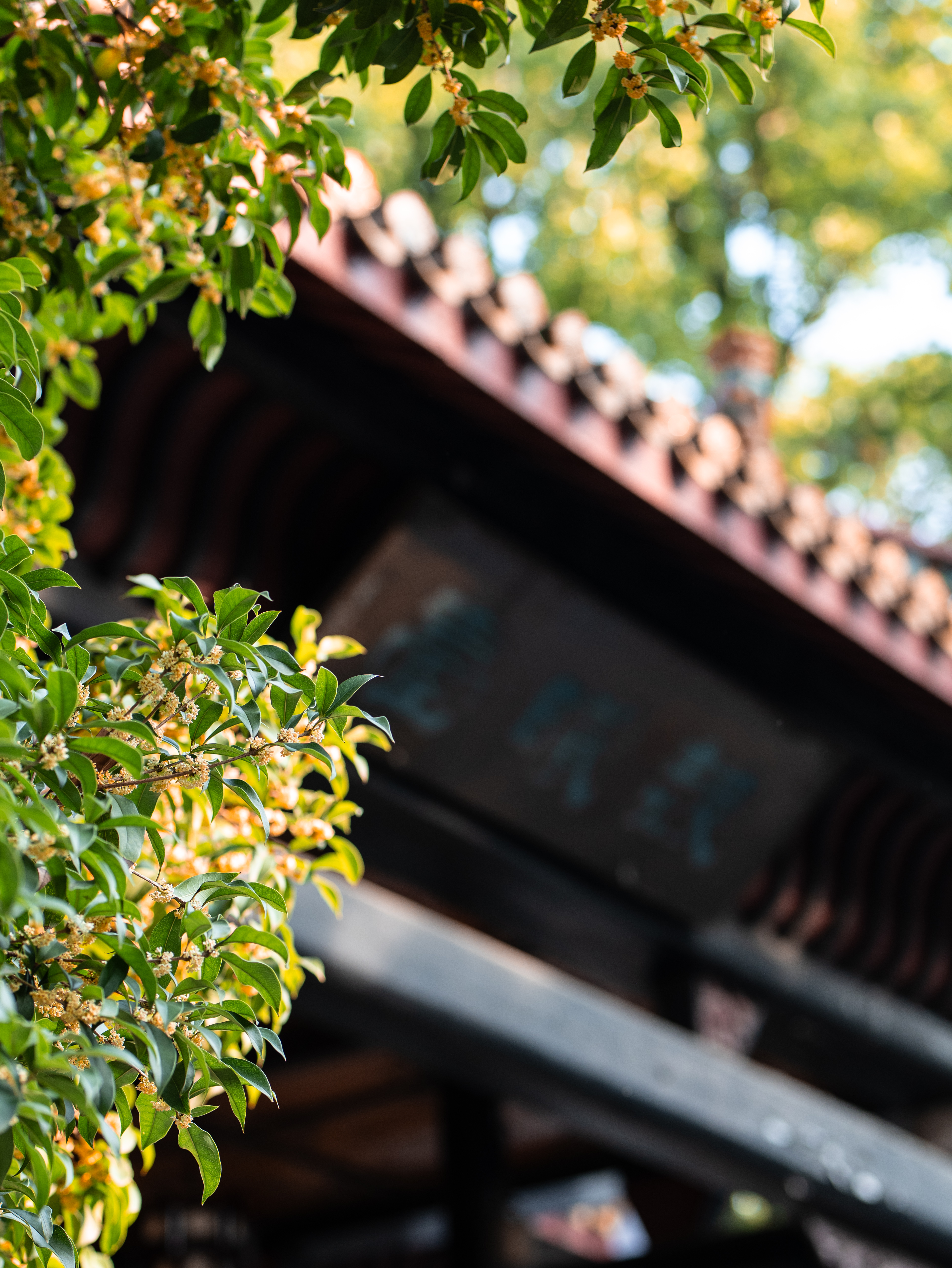 桂花与屋檐