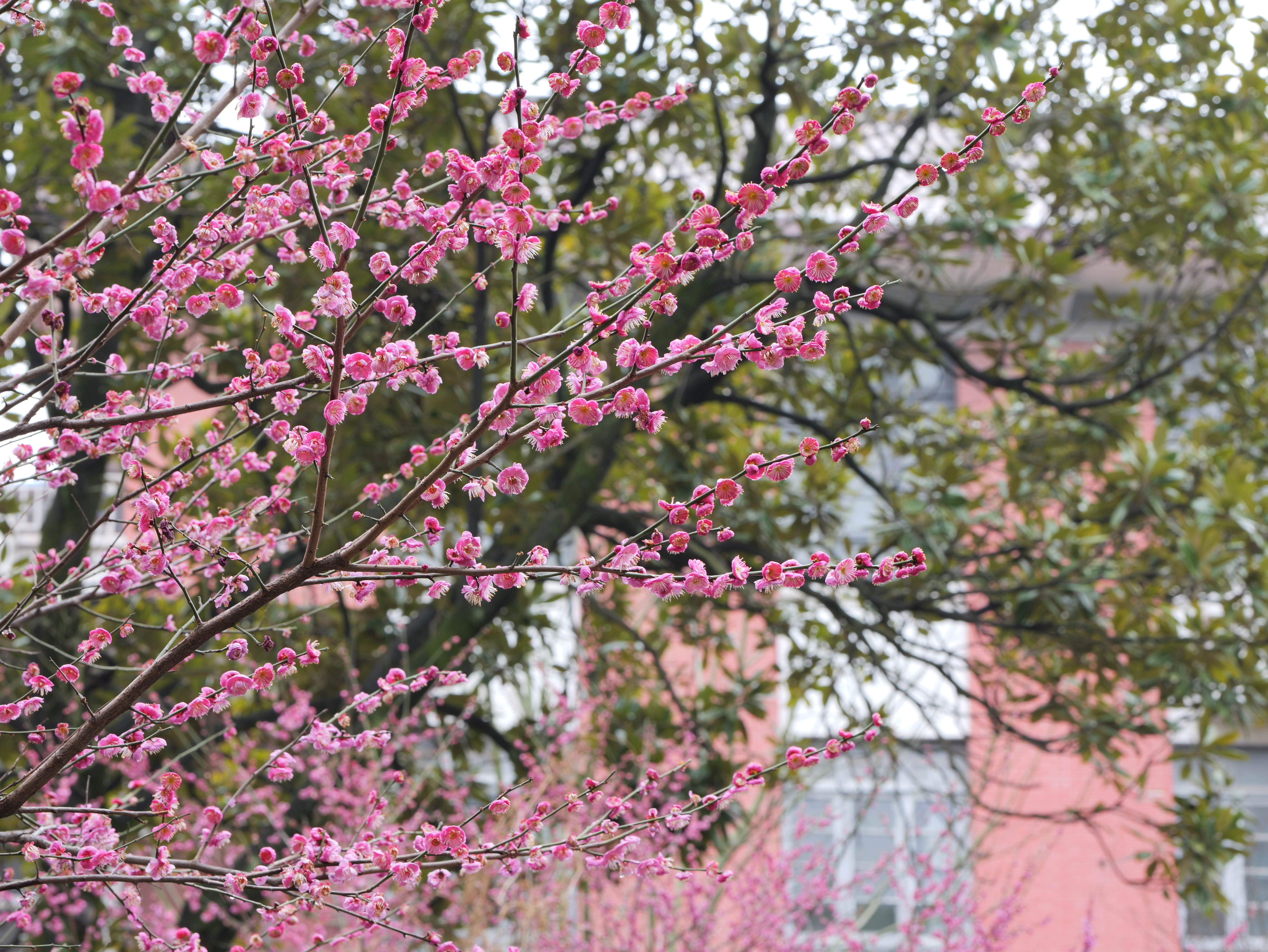 粉色花朵与建筑
